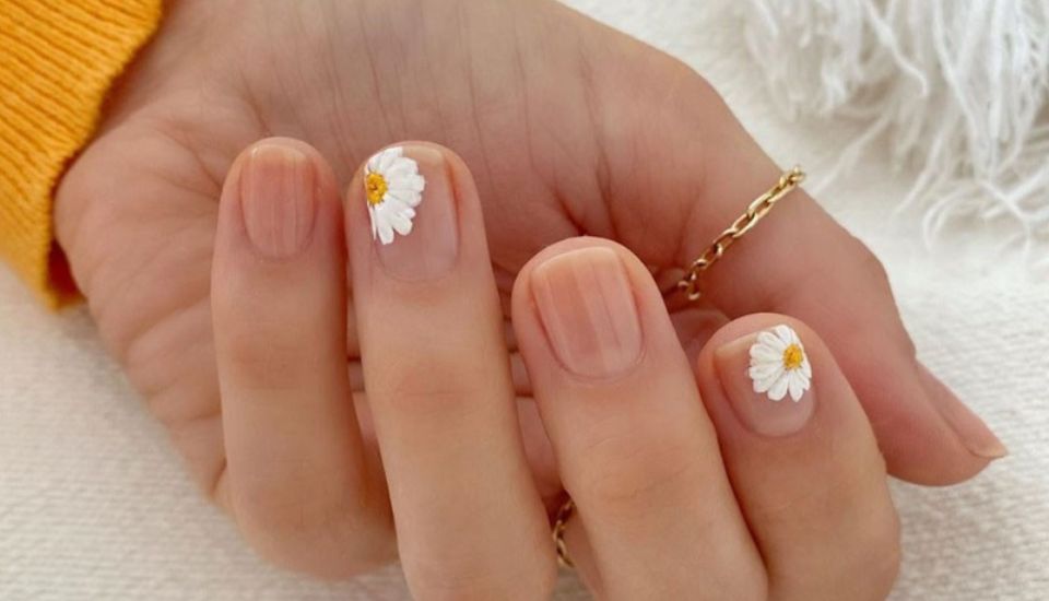 Nail hoa cúc trắng trên nền trong suốt